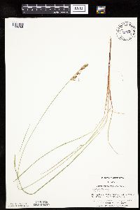 Thumbnail image of current specimen