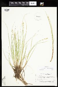 Carex canescens image