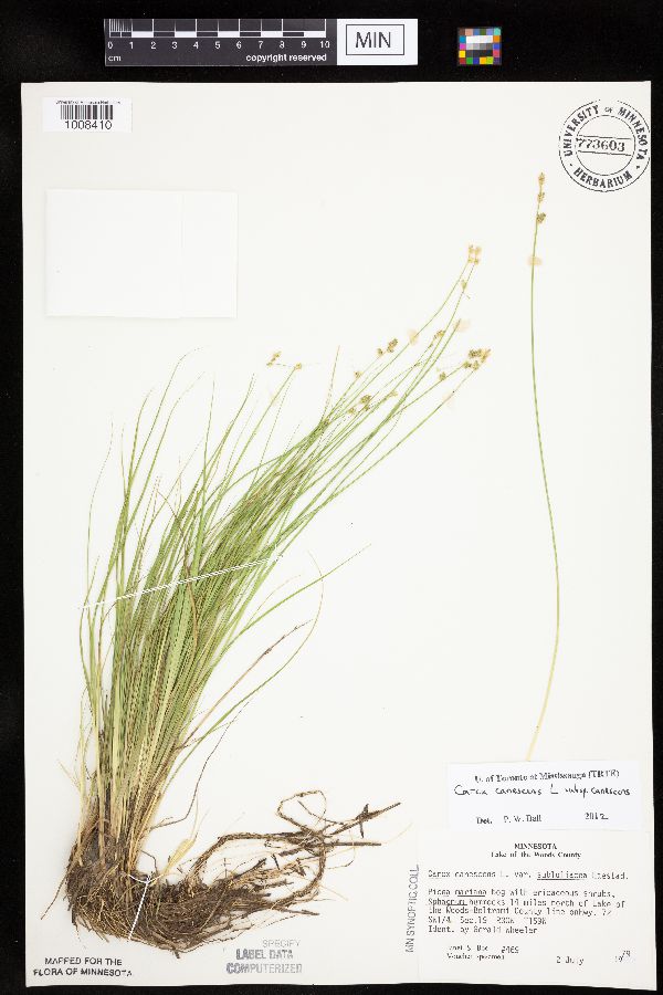 Carex canescens image