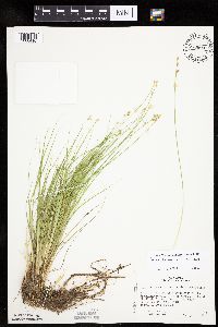 Carex canescens subsp. canescens image