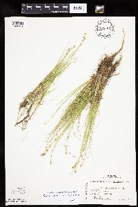 Carex canescens image