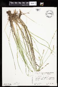 Carex canescens image
