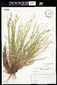 Carex canescens image
