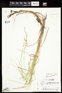 Carex canescens subsp. canescens image