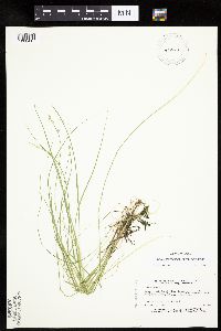 Carex canescens image