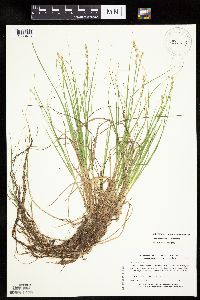 Carex canescens subsp. canescens image