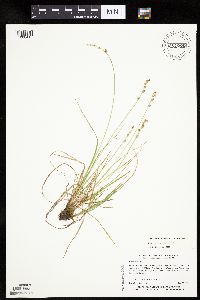 Carex canescens image
