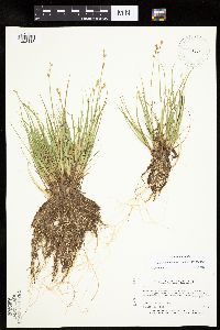 Carex canescens image