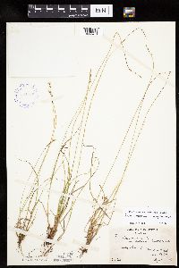Carex canescens image