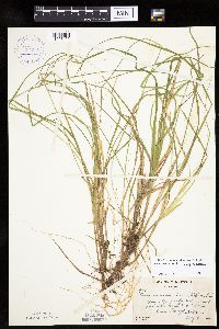 Carex canescens subsp. canescens image