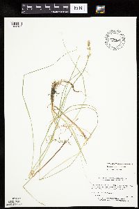 Carex canescens image