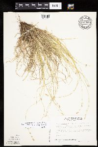 Carex canescens image