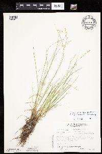 Carex canescens image