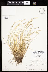 Carex canescens subsp. canescens image