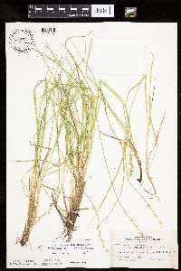 Carex canescens subsp. canescens image