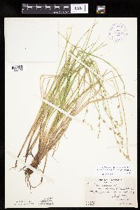 Carex canescens subsp. canescens image