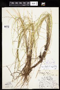 Carex canescens image