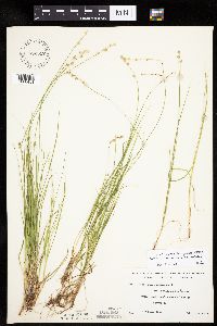 Carex canescens image