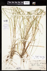 Carex canescens subsp. canescens image
