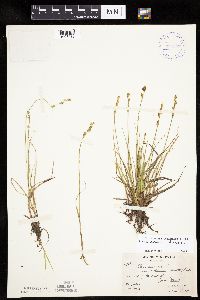Carex canescens image