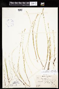 Carex canescens image