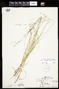 Carex canescens image