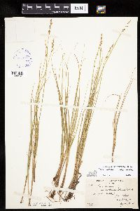 Carex canescens subsp. canescens image