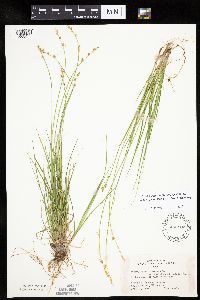 Carex canescens image