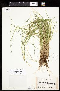 Carex canescens subsp. canescens image