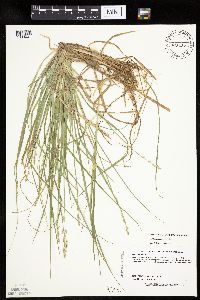 Carex canescens image