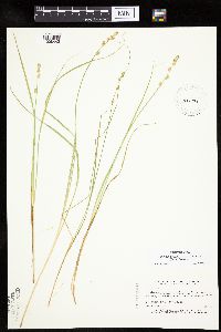 Carex canescens image