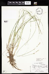 Carex canescens image