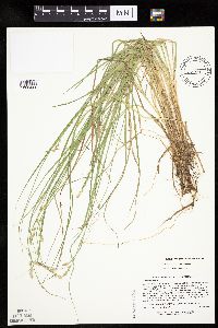 Carex canescens image
