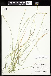 Carex canescens image