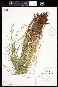 Carex canescens image