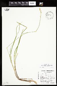 Carex canescens image