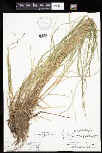 Carex canescens image