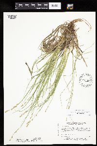 Carex canescens image