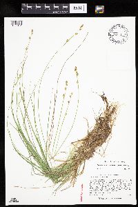 Carex canescens image