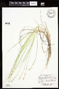 Carex canescens image