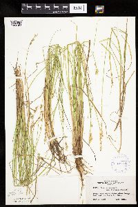 Carex canescens image