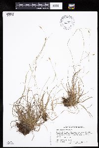 Carex capillaris image