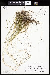 Carex capillaris image