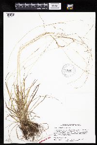Carex capillaris image