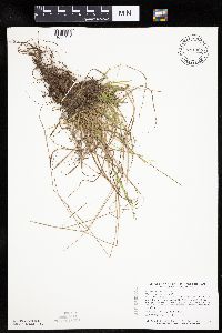 Carex capillaris image