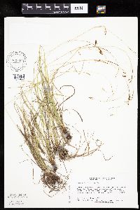 Carex capillaris image