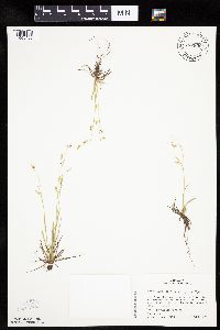 Carex capillaris image