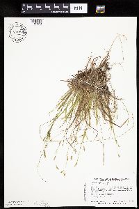 Carex capillaris image