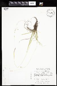 Carex capillaris image