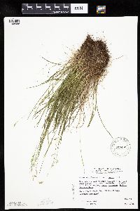 Carex capillaris image